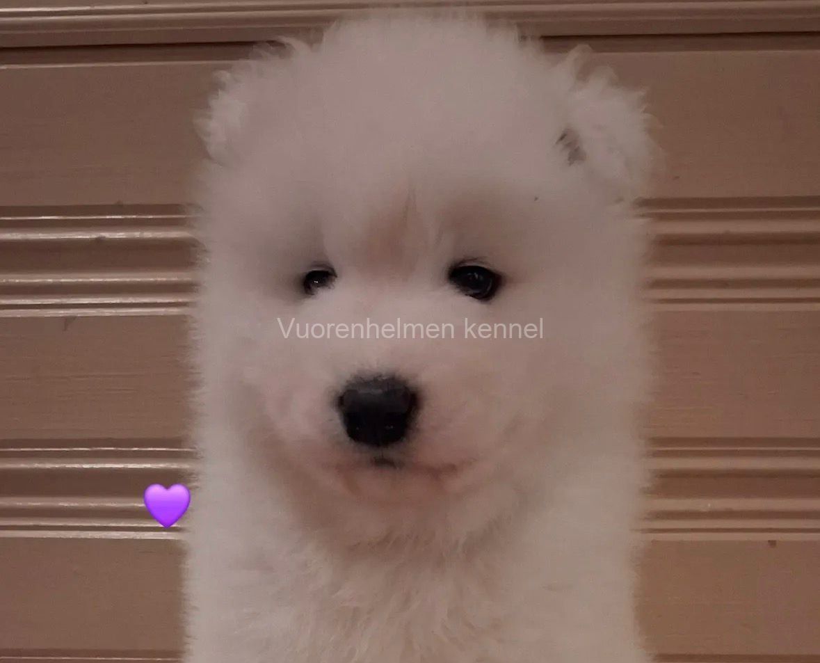 C-pentue